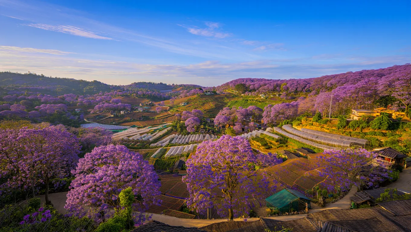 Hoa phượng tím Đà Lạt đẹp xiêu lòng