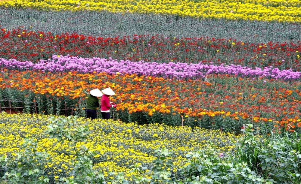 Làng hoa Hạ Lý như được khoác lên lớp áo đầy màu sắc mỗi khi đến Tết