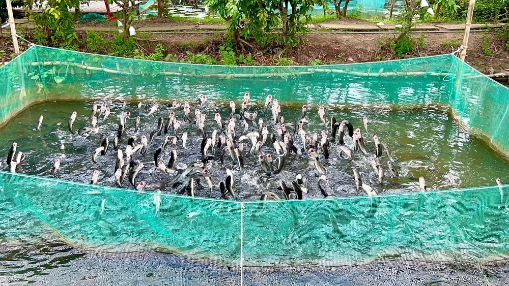 Trình diễn cá lóc bay tại Cồn Sơn