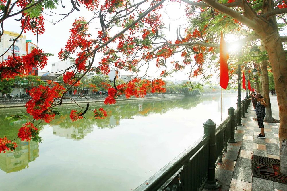 Hải Phòng rực sắc đỏ vào mỗi mùa hè
