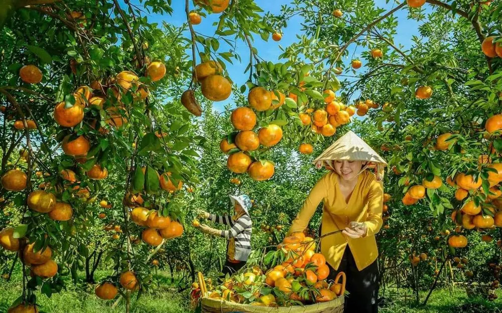 Vườn trái cây trĩu quả vào mùa mưa